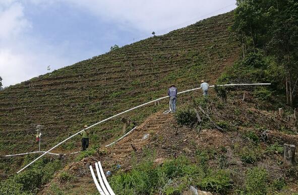 巧用滴灌，農(nóng)專(zhuān)家手把手教你種出好柚子！