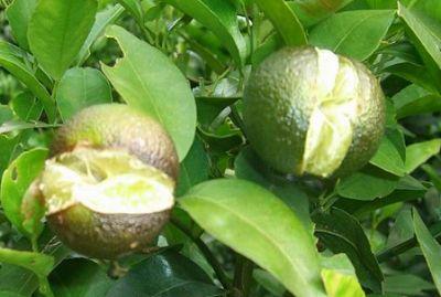 果實(shí)到底為什么會(huì)裂果，原因居然是這些！